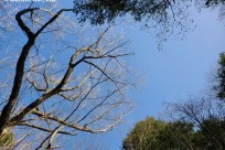 樹海ネイチャーツアー