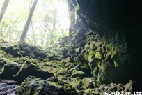 樹海ネイチャーツアー
