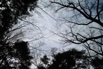 樹海ネイチャーツアー