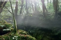 樹海ネイチャーツアー