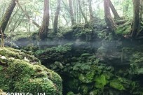 樹海ネイチャーツアー