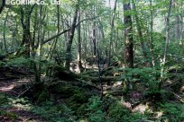 樹海ネイチャーツアー