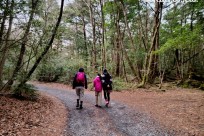 樹海ネイチャーツアー