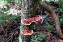 樹海ネイチャートレイル