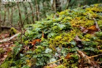 樹海ネイチャーツアー