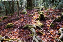 樹海ネイチャーツアー