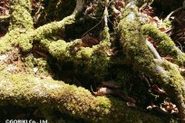 樹海ネイチャーツアー