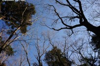 樹海ネイチャーツアー