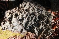 樹海ネイチャーツアー