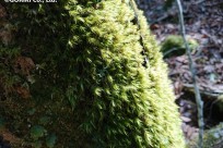 樹海ネイチャーツアー