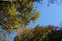 樹海ネイチャーツアー