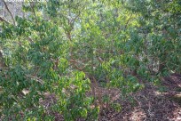 樹海ネイチャーツアー