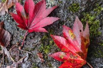 樹海ネイチャーツアー
