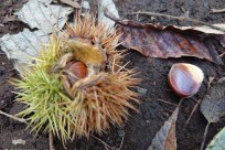 プライベート樹海ネイチャーツアー