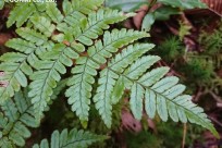 樹海ネイチャーツアー