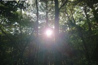 樹海ネイチャーツアー