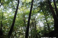 樹海ネイチャーツアー