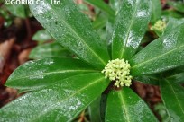 樹海ネイチャーツアー