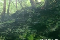 樹海ネイチャーツアー