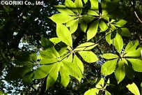 樹海ネイチャーツアー