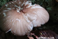 樹海ネイチャーツアー