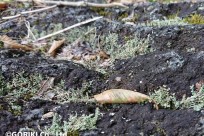 樹海ネイチャーツアー