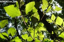 樹海ネイチャーツアー