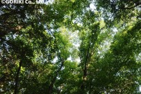 樹海ネイチャーツアー