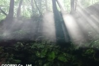 樹海ネイチャートレイル