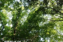 樹海ネイチャートレイル