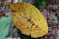 樹海ネイチャートレイル