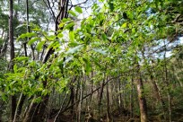 樹海ネイチャーツアー