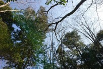 樹海ネイチャーツアー