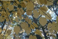 樹海ネイチャーツアー