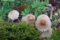 樹海ネイチャーツアー