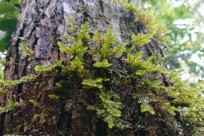 樹海ネイチャーツアー