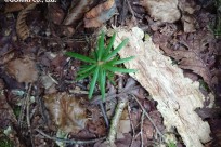 プライベート樹海ネイチャーツアー