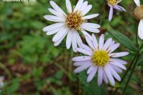 樹海ネイチャーツアー