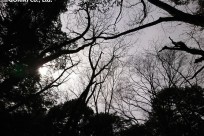 樹海ネイチャーツアー