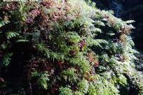 樹海ネイチャーツアー