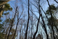 樹海ネイチャーツアー