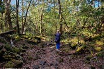 樹海ネイチャーツアー
