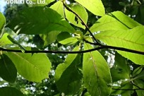 樹海ネイチャーツアー