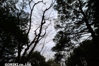 樹海ネイチャーツアー