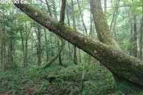 樹海ネイチャーツアー