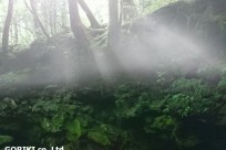樹海ネイチャーツアー