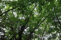 樹海ネイチャーツアー