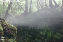 樹海ネイチャーツアー