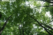 樹海ネイチャーツアー