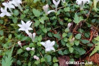 樹海ネイチャーツアー